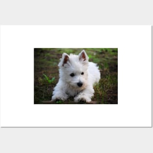 Westie Posters and Art